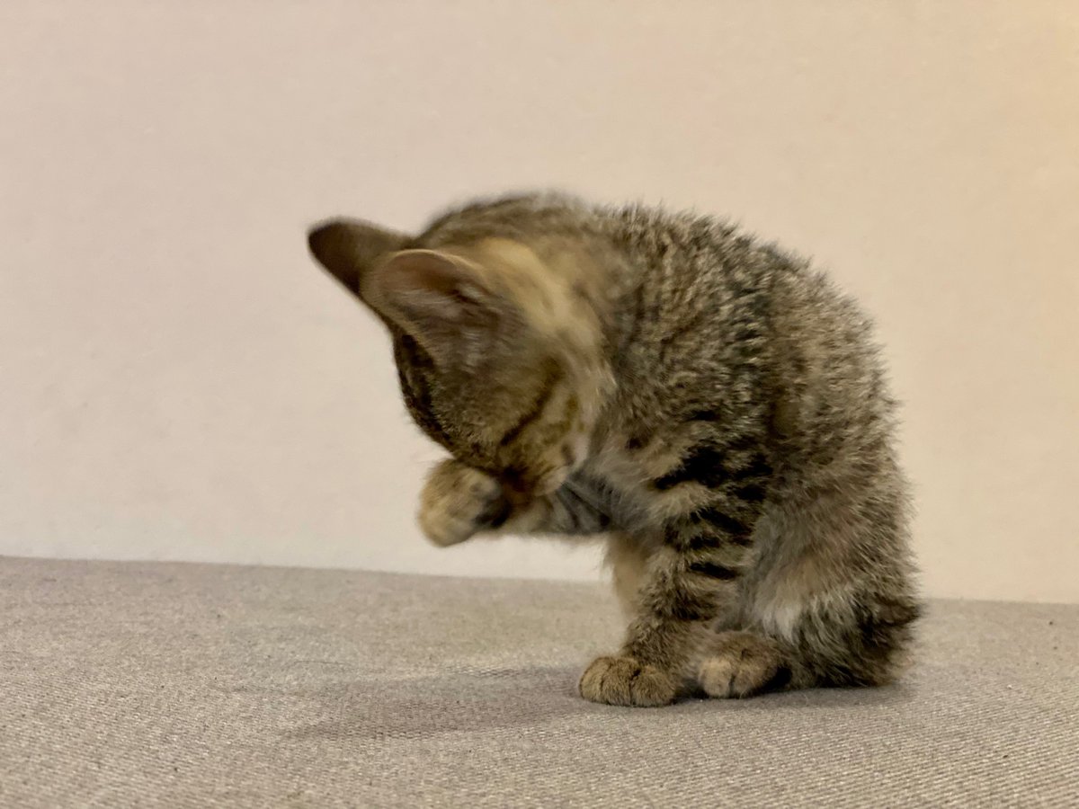 Apisit Also Cat Climbing Wall