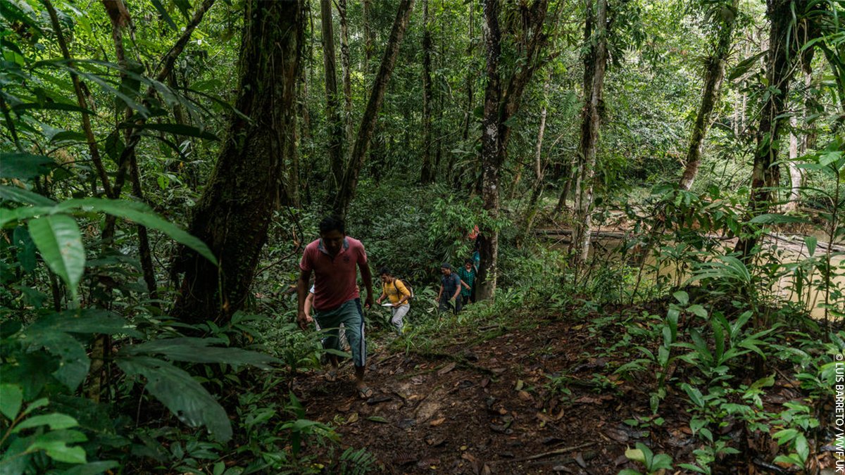 wwf_uk's tweet image. It’s #WorldRainforestDay! 🌳 

Retweet this post to show your appreciation for our planet’s largest rainforest – the Amazon. As well as being an irreplaceable home for wildlife and people, the Amazon is crucial for the future survival of us all.  #OneSharedHome