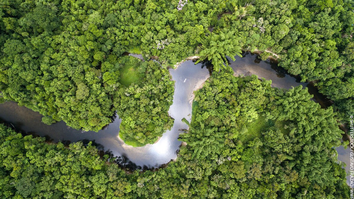 wwf_uk's tweet image. It’s #WorldRainforestDay! 🌳 

Retweet this post to show your appreciation for our planet’s largest rainforest – the Amazon. As well as being an irreplaceable home for wildlife and people, the Amazon is crucial for the future survival of us all.  #OneSharedHome