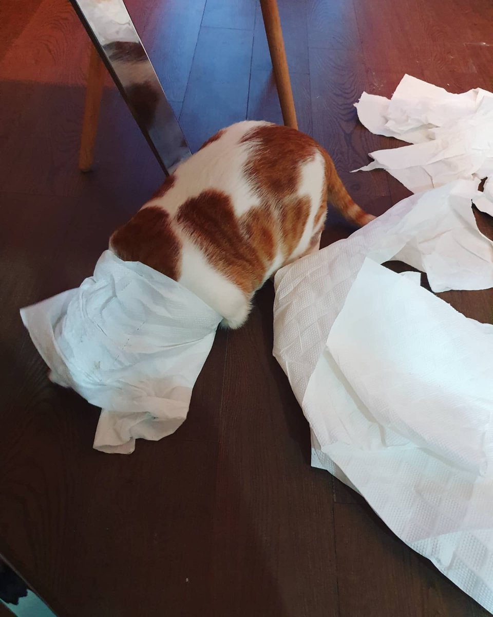 Get a cat, they said...
It will be fun, they said.... 😅🤣🤣🤣

#fyp #tiktokpets #catsvideo #cats #kitten #foryoupage #catsoftiktok #rescuedkitten #puspin #catsofinstagram #usuithecat