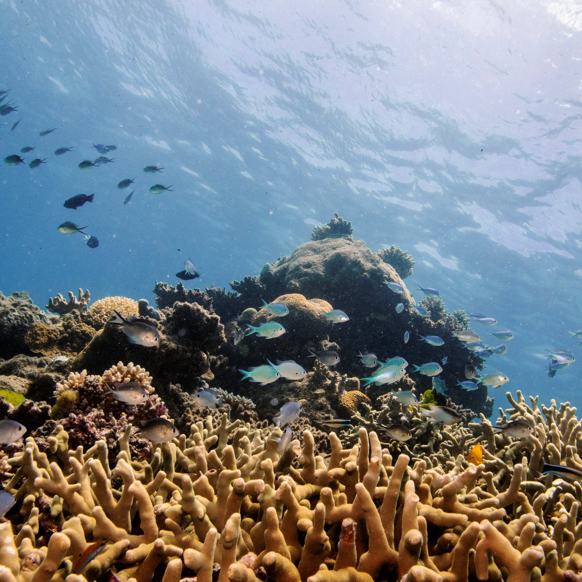 ajplus's tweet image. Australia&apos;s Great Barrier reef is &quot;in danger,&quot; says UNESCO.

The world&apos;s biggest reef has lost over 50% of coral in 25 years. In 2020, it experienced its worst mass bleaching, which is caused by rising sea temperatures.

Australia is one of the world&apos;s biggest CO2 emitters.