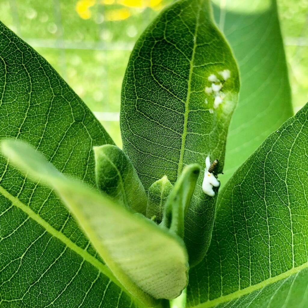 first tiny baby cat of the season! just about too small for the camera to focus on, but zoom in to see the 1/4” wonder. saw my first two monarchs yesterday and saturday too, even though this little guy proves they’ve been back for at least a couple weeks… instagr.am/p/CQbEaU6J0ZL/