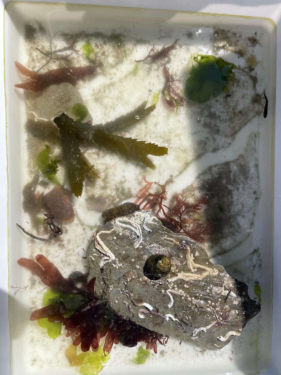 CentreBraunton's tweet photo. An excellent morning rock pooling at Lee Bay with @CoastwiseR and @naturetrektours @martin_batt #northdevonbiosphere https://t.co/3iJ3xQNxJJ