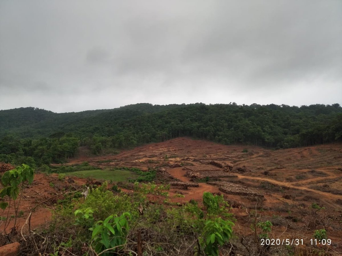 JaniceFerro's tweet photo. On #WorldRainforestDay, the importance of #SaveMollem comes to the forefront. The rainforests are vital regulators of temperature and climate, not to mention that they are home to billions of unique flora &amp; fauna. We simply cannot afford to lose our forests to corporate greed. https://t.co/ITdYYVLjgp