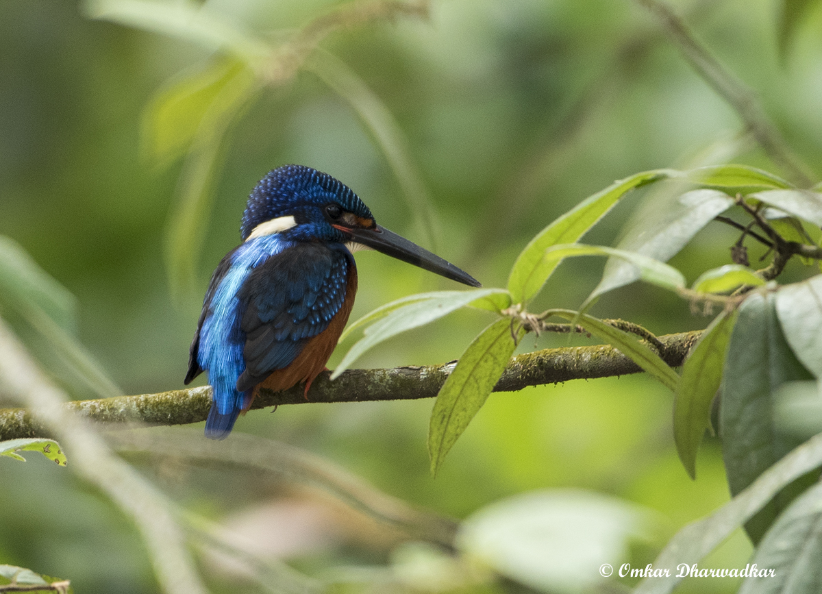 savemollemgoa's tweet photo. Goa has recorded 481 birds, almost 37% of the tally of birds listed across India! The #WesternGhats &amp; #Mollem forests are home to numerous of these birds, making it all the more important for the forests to be conserved.  #SaveWesternGhats #WorldRainforestDay https://t.co/CthBOai5LX