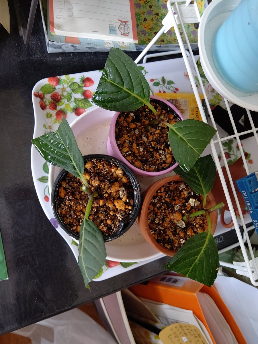 Ebi Ten على تويتر カシワバアジサイ ロケットみたいなやつ の茎を貰ったので挿し木に初チャレンジ 挿し木の土もググったくらい初心者 梅雨に入ったのでひな祭りは地植えにして挿し木を作ってみた 初めてでどうなることやら不安 O