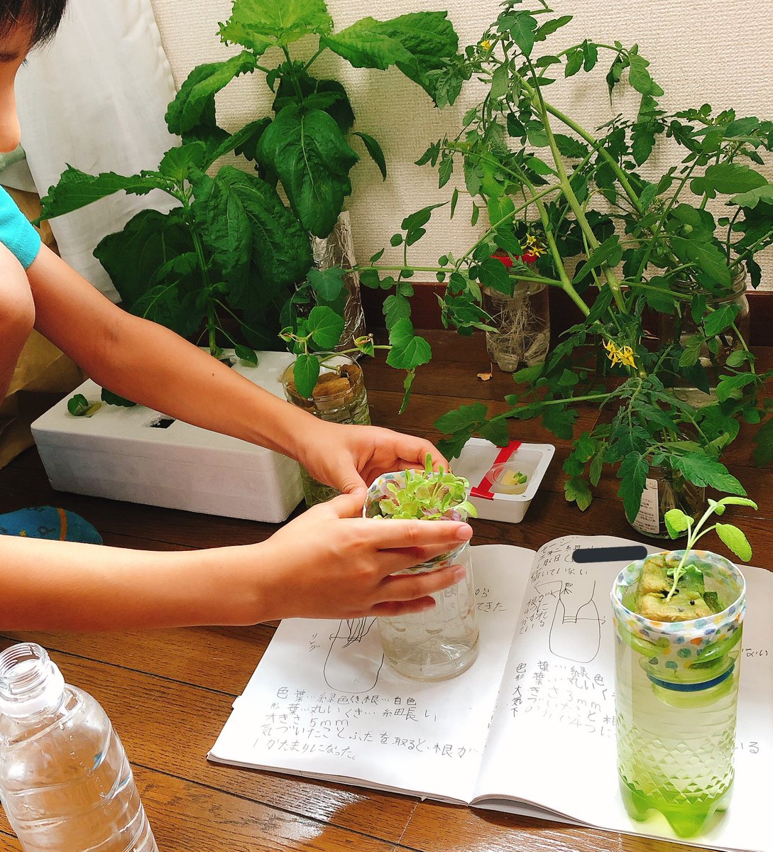 おこめ親方 小3が趣味の園芸をきっかけにやり始めた水耕栽培 部屋の一角を陣取ってる しそは手のひらよりも大きく成長 バジル オクラ ミニトマトのわき芽も育て始めたらしい 液体肥料を足したり様子を見ながら頑張って育てている Shumien