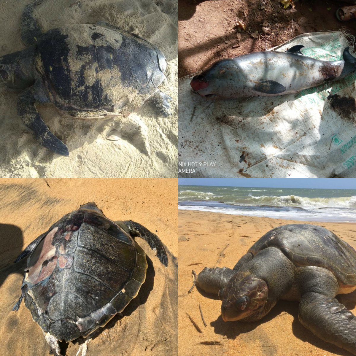 මේ වන විට පර්ල් එක්ස්ප්‍රස් සිදුවීමෙන් පසු හමුව ඇති සම්පූර්ණ කැස්බෑ මළ සිරුරු ප්‍රමාණය 80 අධික වන අතර ඩොල්ෆින් සහ තල්මසුන් ඇතුලුව සමස්ථ සිටසියා මරණ ප්‍රමාණය 50 අධික වේ.

මෙතරම් බරපතල වාරකන් තත්වයක් මන් හිතන්නෙ මීට කලින් වාර්තා වෙලාම නෑ. 

#xpresspearl #marinedisaster