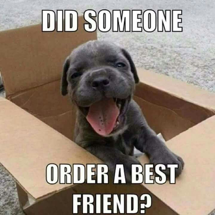 pitbullsad's tweet photo. Why yes I did! 4 of them as a matter of fact. https://t.co/nwiDgz58fx