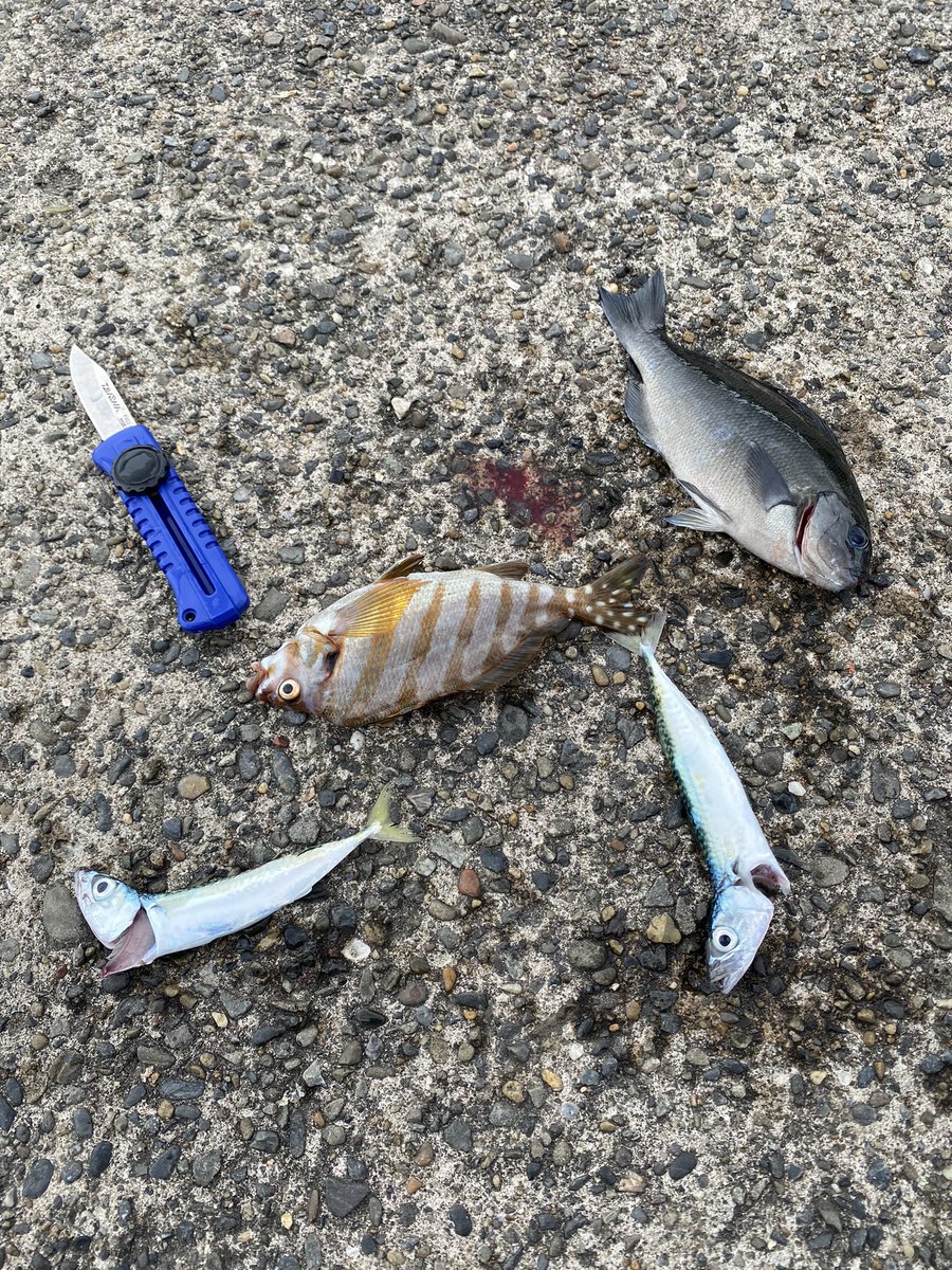 ぷー 富浦釣行 小魚全部で匹以上釣れました 捌くのは大変でしたが食べるのはあっという間でした 今回はルアーでは3匹のみ 慣れてない釣り場は餌釣りの用意があると良いですね
