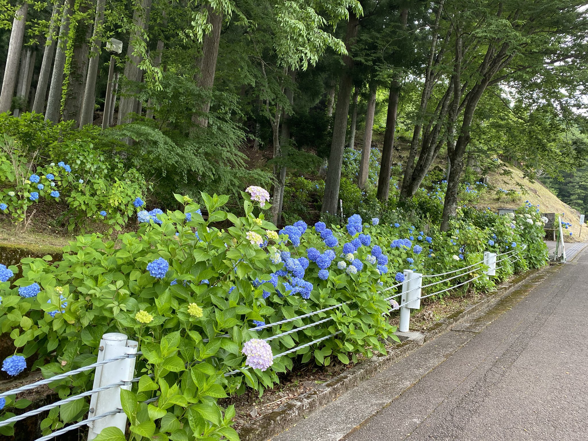 鮎川 涼 8 2両面宿儺ご開帳 特別公開に行きたい 関市板取地域では毎年 関市板取あじさいまつり あじさい 村フェスティバル が開催されておりましたが 残念ながら昨年に続き今年も中止でございまする ですが紫陽花を見る事はできますので ぜひ訪れて