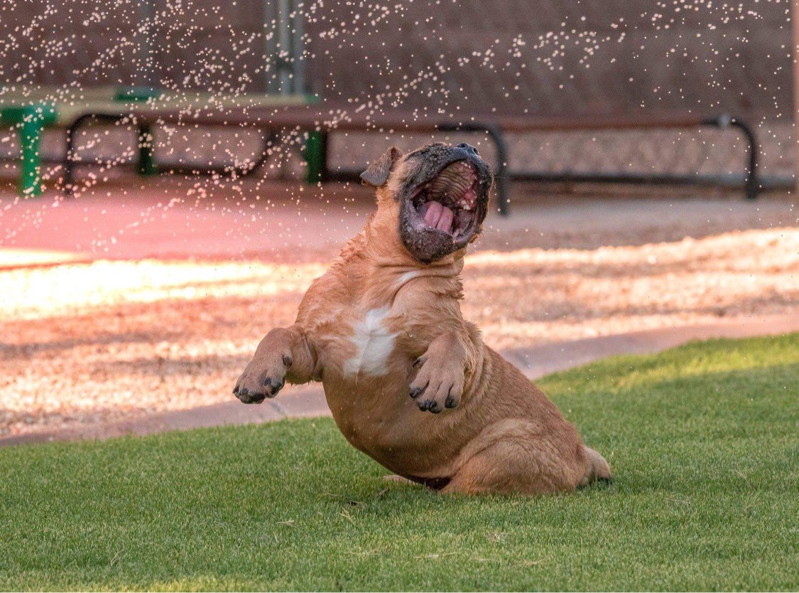 smithturf's tweet photo. First Day of Summer Feeling! Dogs are always reminding us of the joy of running through a sprinkler on a hot day! 💦
.
#smithturf #summervibes #sprinklerfun #irrigation #dogslife https://t.co/IQvmAQHa4Q