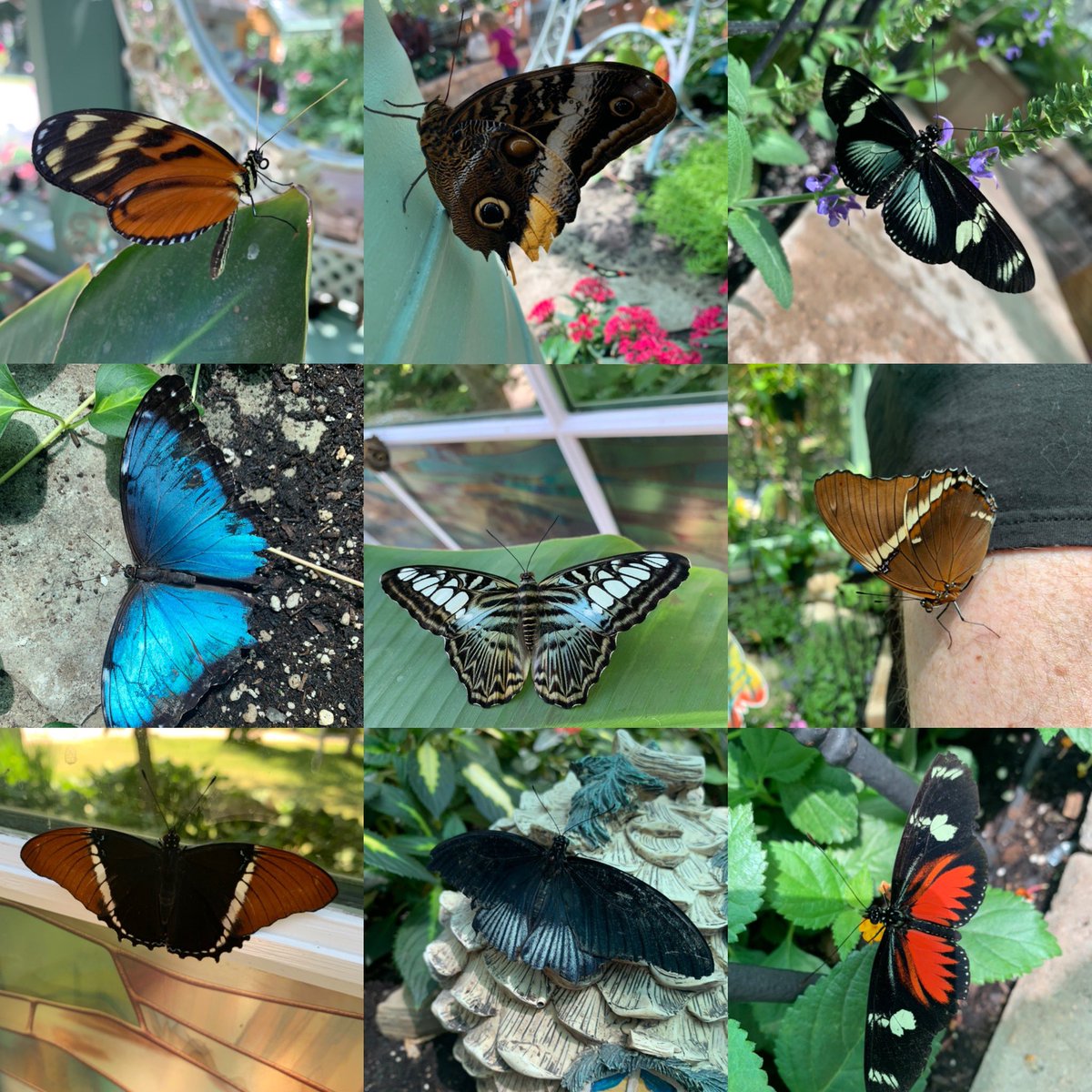 beepresenthoney's tweet photo. Day 2 Pollinator Week!  These beauties were captured at the Mackinac Island Butterfly House
#butterfly #butterflies #🦋 #pollinator #beepresenthoney #🐝 #pollinators #mackinacislandmichigan #mackinacisland #mackinawbutterflyhouse #pollinatorweek #mackinawislandbutterflyhouse https://t.co/rdbN5mymTA