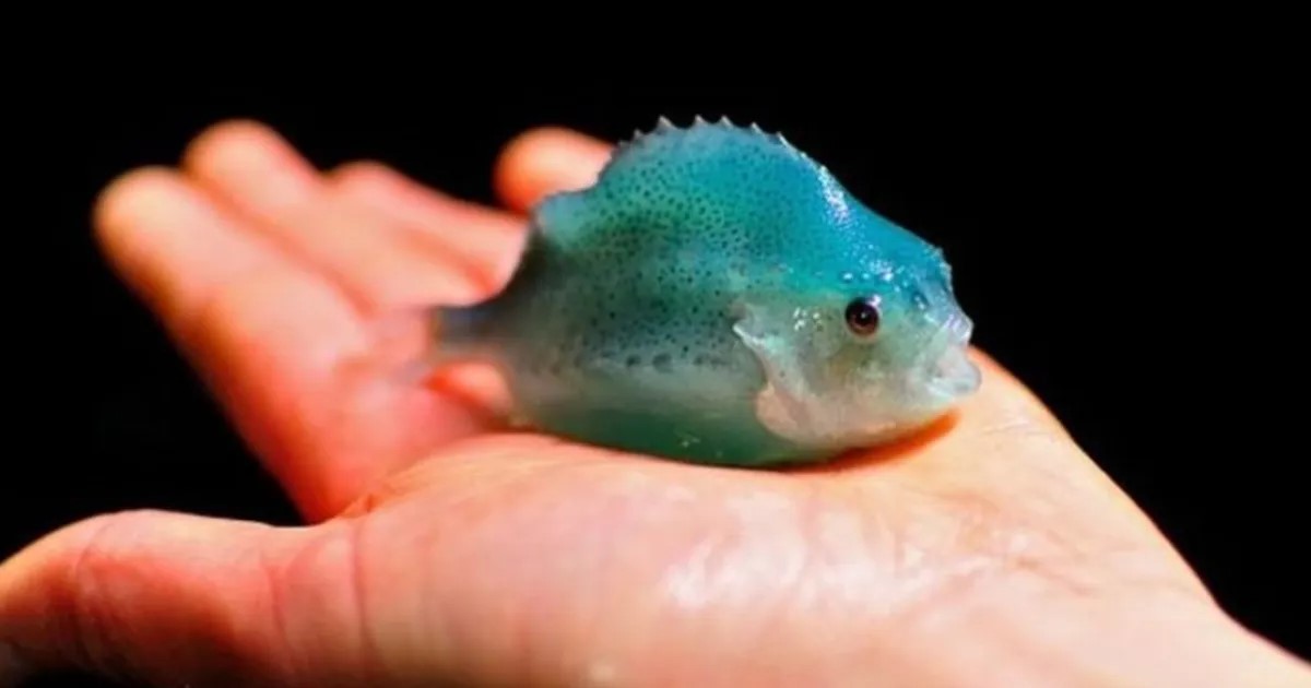 .<a href="/LyndsayC94/">Lyndsay Christie</a> describes her work on improving the health of hatchery reared lumpfish, a cleaner fish used to tackle sea lice infections in farmed salmon
<a href="/vernerj_david/">David Verner-Jeffreys</a> <a href="/EpicFeil_/">Ed Feil</a> <a href="/UniofBath/">University of Bath</a> #CefasStudents #Aquaculture