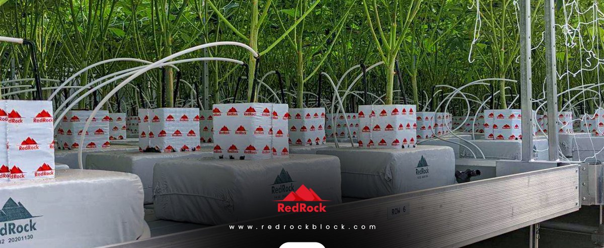 Redrockblocks's tweet photo. RedRock Block Introduces New to Market Mini Solo Stonewool Grow Slabs...
https://t.co/VRef3xxSEv
Call for pricing- 1-310-967-2025
#Stonewool #GrowBlocks #GrowCubes #GrowSlabs #GrowMedia #Growers #Plants #Crops #Hemp #Greenhouses #Farms #AG #CEA #IndoorFarms https://t.co/7wxkBkR2Nr