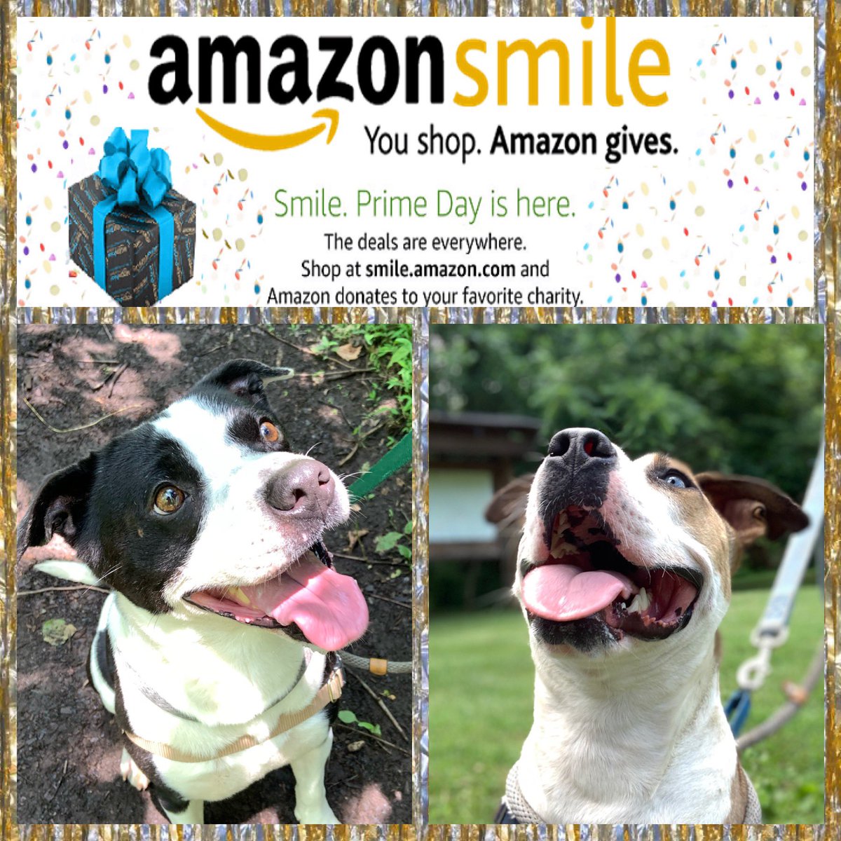 Foha Prime Day 2 Sign Up For Amazonsmile Select Friends Of Homeless Animals As Your Preferred Charity At T Co W006tevfxs Remember To Shop For Deals At T Co Xbabtkao0i Or With Amazonsmile