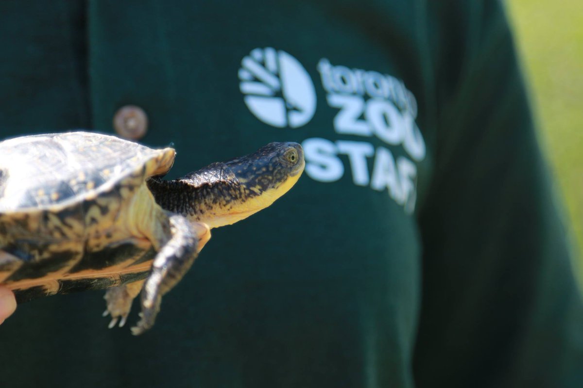 The Toronto Zoo (@thetorontozoo) on Twitter photo Tune in at 1pm on Facebook Live to see our head-started Blanding's turtles released into <a href="/RougePark/">Rouge National Urban Park, Parks Canada</a>: facebook.com/thetorontozoo 🐢 Tune in at 1pm on Facebook Live to see our head-started Blanding's turtles released into <a href="/RougePark/">Rouge National Urban Park, Parks Canada</a>: facebook.com/thetorontozoo 🐢