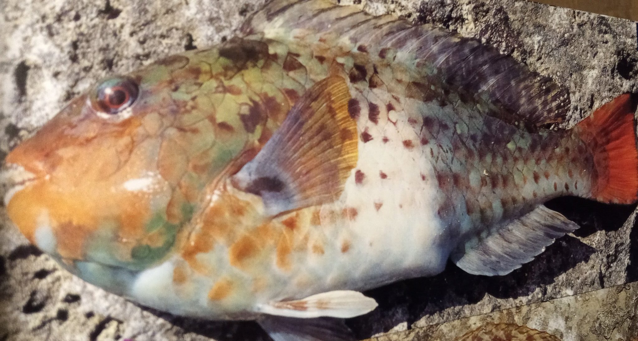 Cfマスター A Twitter アニサキス調査 今回は初調査の ブダイ 関西では イガミ と呼ばれる魚です 対象 ブダイ 2匹 35 36cm 結果 アニサキス無し 夏は甲殻類 冬は海藻類を主食としており 魚を食べない魚なのでアニがいる可能性は低いと見てます 写真