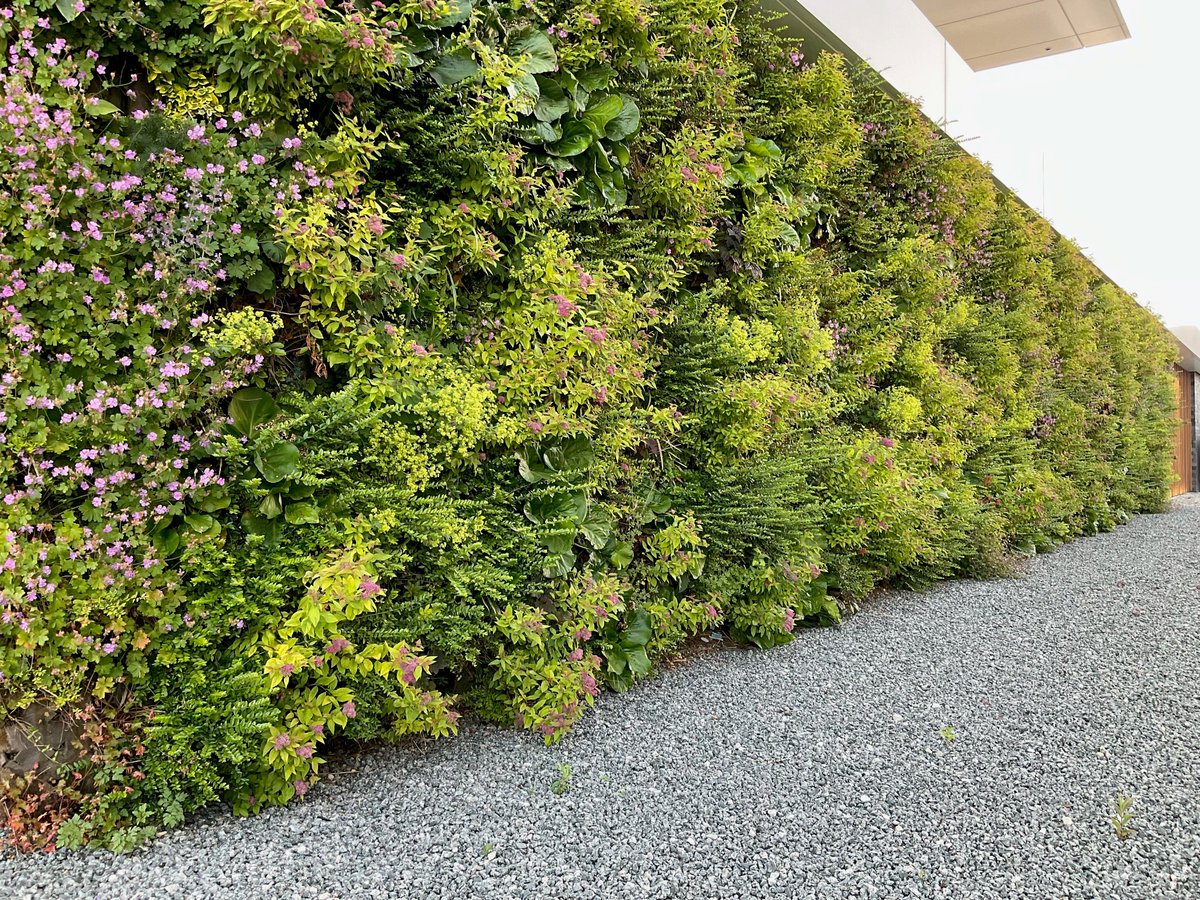 Green and purple are stealing the show at this impressive office building in Nijkerk (NL). Awarded with great sustainability and health-safety certifications, this property is green inside and out! #BREEAM #WELL #officedesign #livingwalls #SemperGreenwall #groenegevel