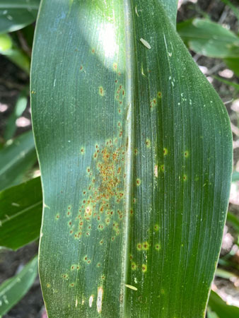 KStateAgron's tweet photo. Southern rust is now active on #corn in Texas, Louisiana, and Georgia. Although this disease has not yet been reported in Kansas, it is time to start actively monitoring #corn fields. Find some FAQ’s related to managing souther rust in Kansas here: https://t.co/tZwKJFwrnz https://t.co/U7Aks0roQn