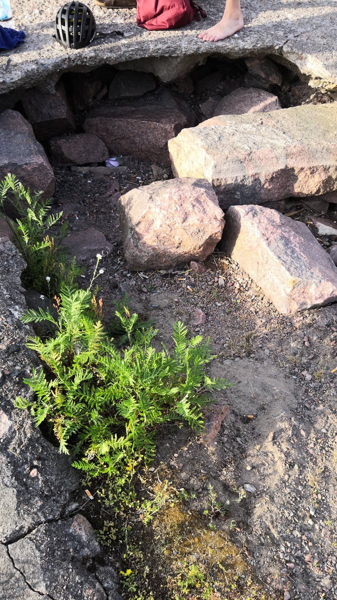 SinSinkki's tweet photo. Osaako joku kertoa mistä tullut, lauttasaaressa. https://t.co/D3eAHzgEZe