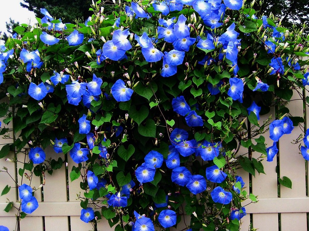 RHCreations's tweet photo. Good morning!  Happy Tuesday.

Morning Glory Flower!!! https://t.co/ixBMlMEPR1