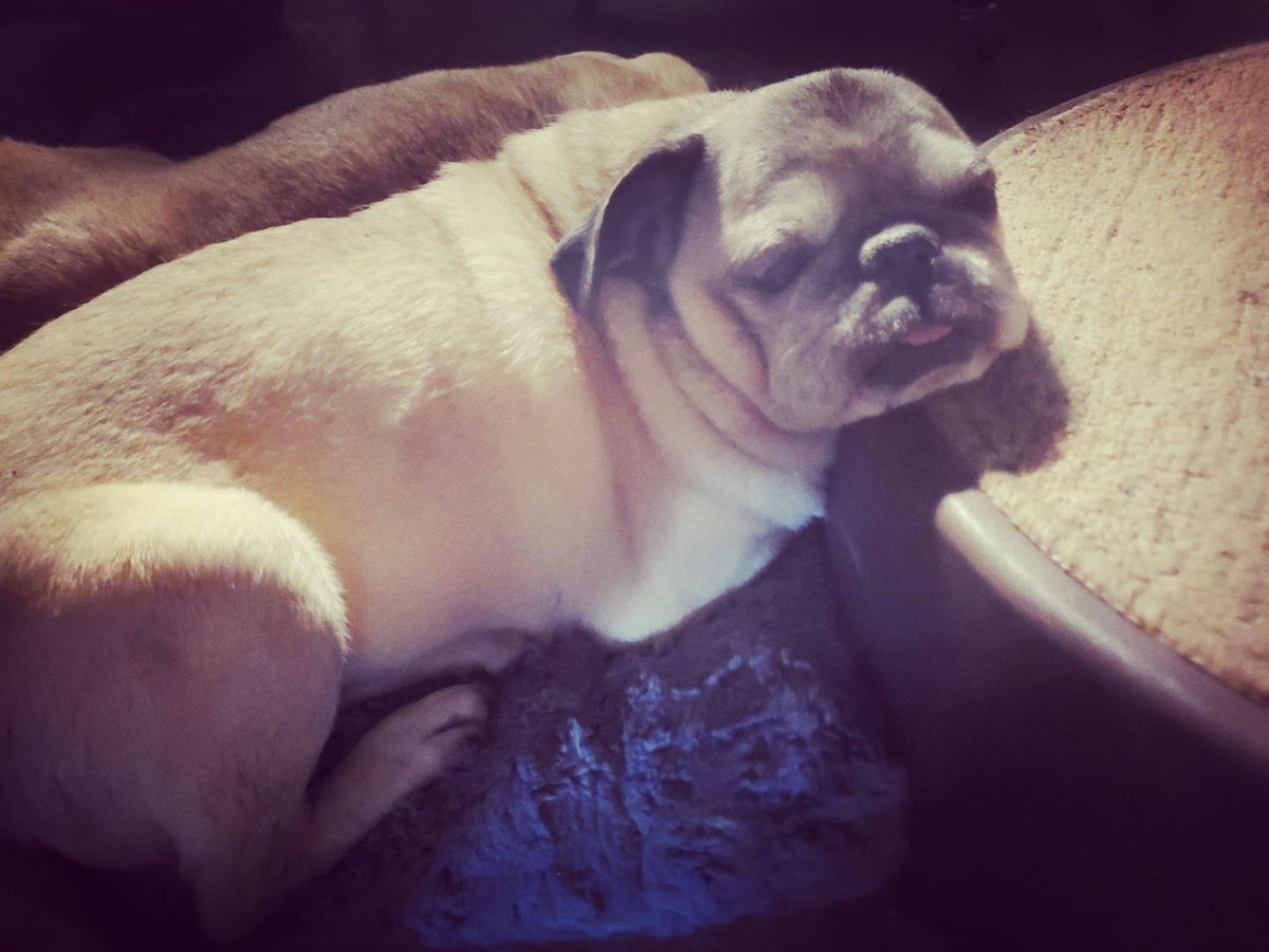 PugHollow's tweet photo. We were up early for The Scribe's doctor's visits but Marge still managed a post-Barkfast #TongueOutTuesday. #TOT #MargeAndInCharge #DogsOfPugHollow #DogsOfInstagram #DogsOfTwitter https://t.co/2zcVCftk61