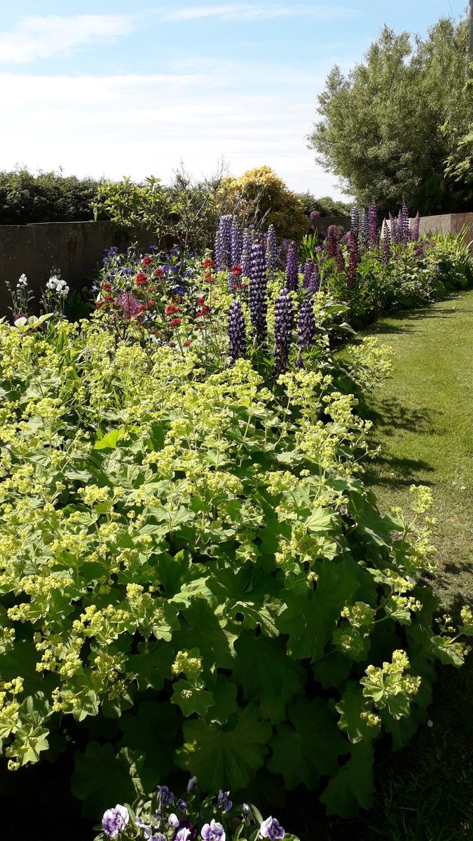 Dipper595's tweet image. Flowers in the sunshine