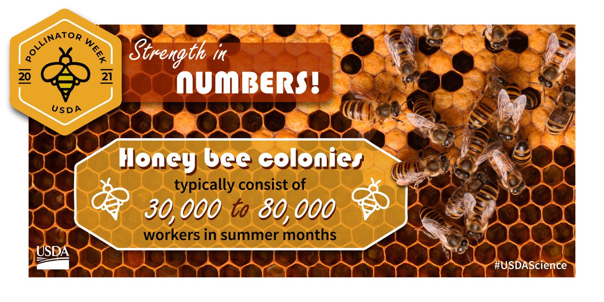 DYK: There are between 30,000 to 80,000 worker bees in honey bee colonies during summer months. #USDAScience #PollinatorWeek