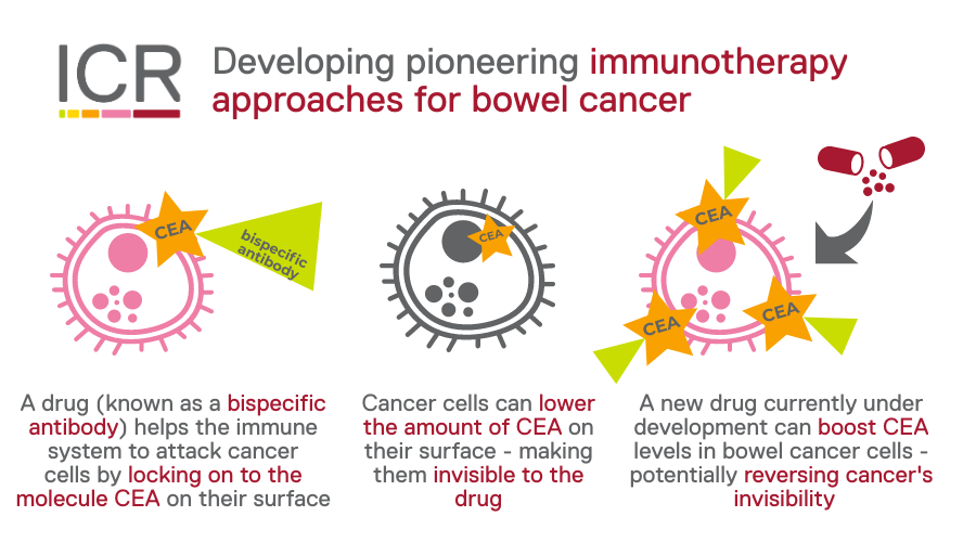 ICR_London's tweet photo. Cancer can evolve and adapt to evade treatment. So drugs that are initially effective, often stop working.
Please donate today to help us develop smarter immunotherapy treatments for #BowelCancer patients who urgently need them: https://t.co/QsikdWJLuV
#HelpFinishCancer https://t.co/qiIlpThw7o