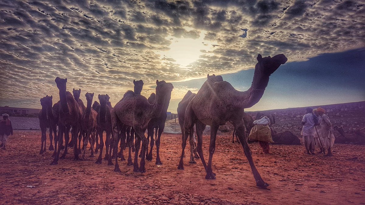 artizzzz's tweet photo. Such a joy to photograph and so inherently linked to the warp and weft of the fabric of #Rajasthan .
#WorldCamelDay
Pushkar 2018 https://t.co/STH2MsHD93