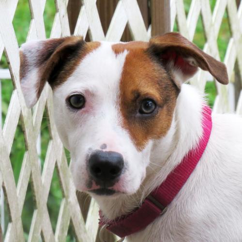 ewenity's tweet photo. "I'm not telling you it's going to be easy. I'm telling you it's going to be worth it." That's ELY. He's a 3yo terrier mix who's like an onion. He needs a patient person to love him and peel back the layers until they reach the wonderful dog inside. https://t.co/rEtPWSQFuk https://t.co/SaLYPFgHGd