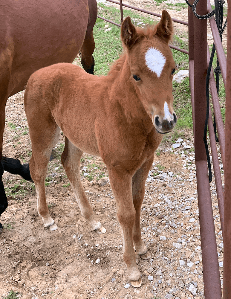 CD_DIAMOND_SJR's tweet photo. Do you think she knows who her big brother is?? 💙 💎 #MistMonday
✼ 2020 filly by @CD_DIAMOND_SJR x Cat Mist, full sister to #SJRDiamondMist ✼ https://t.co/RCj6apyixY
