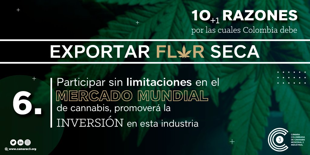 CamCannabisCol's tweet photo. Generando también más empleos, dinamización de la cadena de valor y aporte a la diversificación de la matriz exportadora. Esta es la 6° razón por la cual Colombia debe viabilizar la exportación de flor seca. @MinjusticiaCo @MinSaludCol @MincomercioCo @asocolcanna @procannacol https://t.co/gXgVwr3RGF