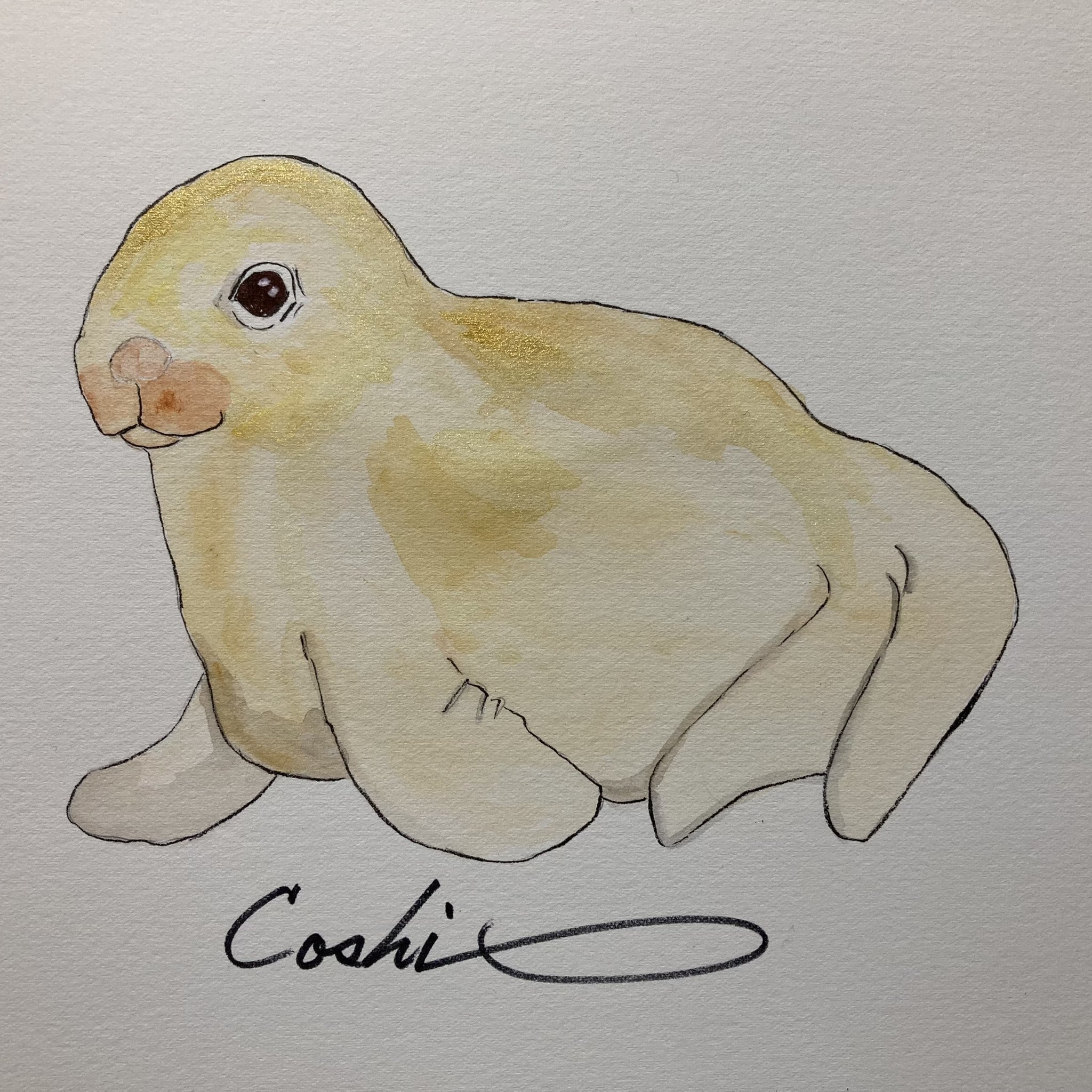 Coshi Wylde 幼いセイウチを描いてみました Art Fineart Drawing Watercolorpaintig Watercolor セイウチ Walrus Walruscab 海獣 動物 セイウチの赤ちゃん かわいい あどけない 絵 Illustrator Illustrate イラスト イラスト好きな