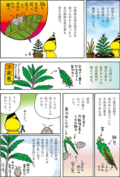 生物繫がりという事でワラジ虫観察の記録をどうぞ。 https://t.co/DCtqDbf2Sk