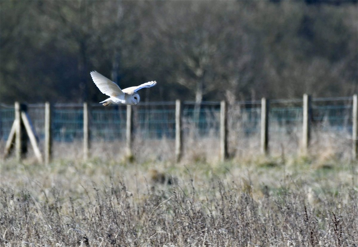 EdenLacy's tweet photo. Congrats to our official photographer 🤝😉 #wildlife #photograghy #CUMBRIA #LakeDistrict https://t.co/BE19vc4zGT