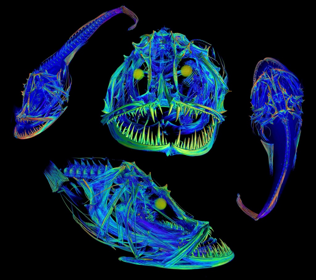 SFFGS_UF's tweet photo. Swim over to the @floridamuseum to see fish as you’ve never seen them before! Colorful, high-resolution images showcase the artistic wonders of modern preservation science while real specimens from the museum’s collections showcase their true size. https://t.co/3a4ToXGsL4