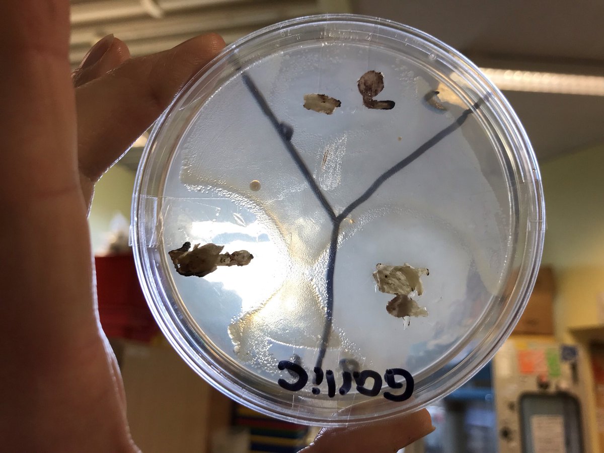 ELABiology's tweet photo. Looks like garlic has great antimicrobial properties… https://t.co/j3UmgEhf6m