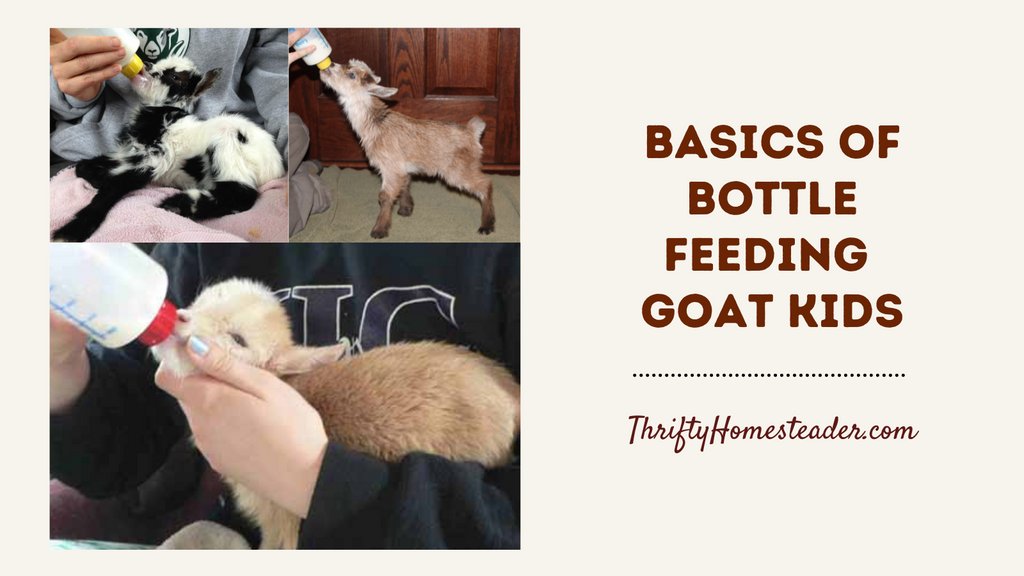 deborahwrites's tweet photo. This is one of the most popular posts on my blog because it's just not that easy to get goat kids to take a bottle in the beginning! 

https://t.co/MSONnSeEl8 https://t.co/68na508Ew0