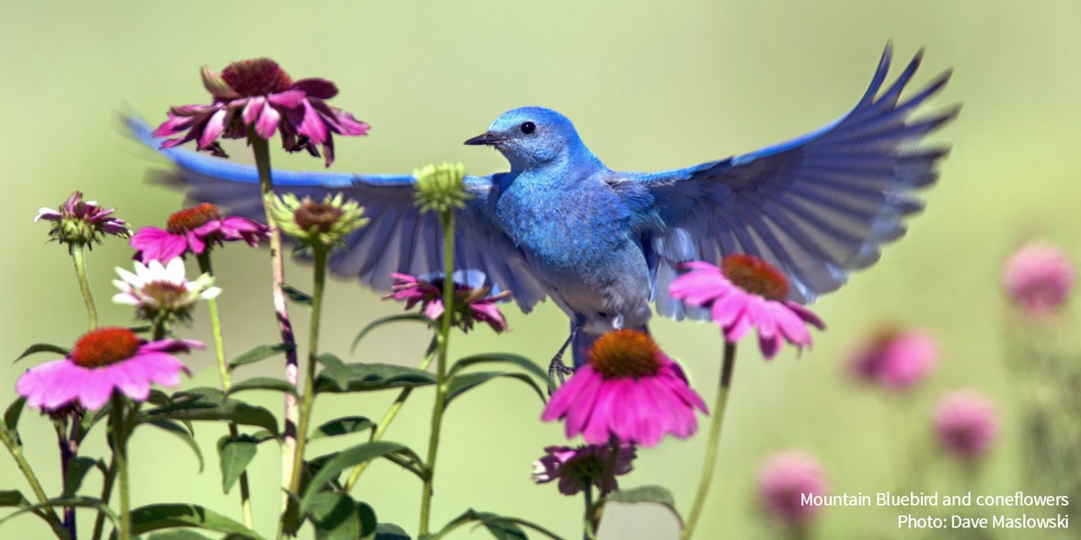 You can't go wrong with native plants: #PlantsForBirds help fight climate change, save water, and provide food and shelter for birds and other pollinators. bit.ly/37qcZ6Z #PollinatorWeek