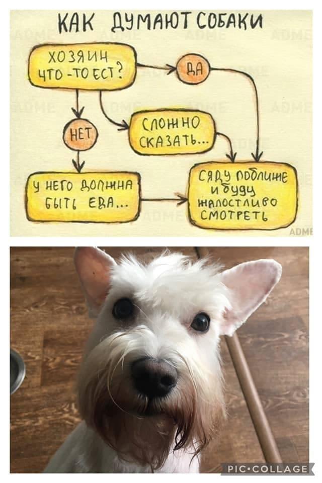 Viktor1211's tweet photo. Как думают собаки https://t.co/SOWle7tHn3