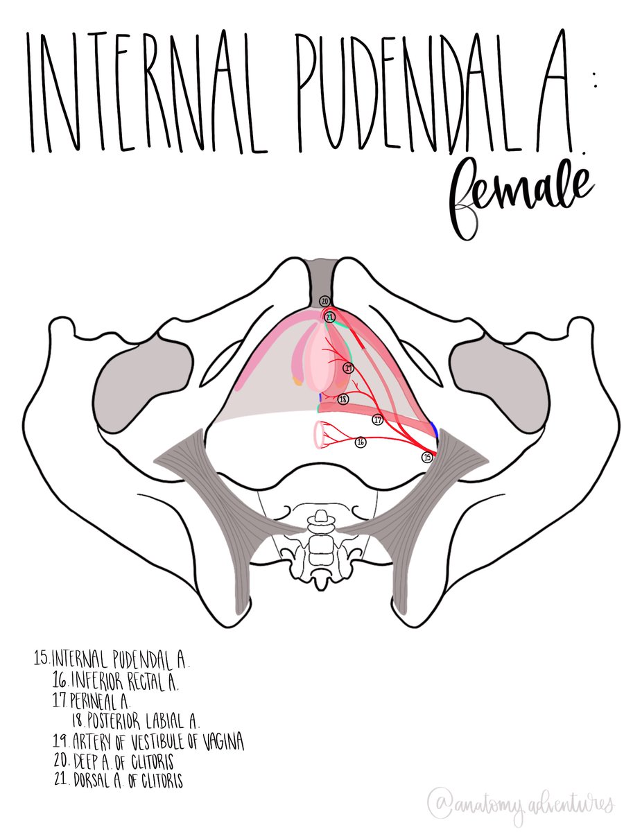 rodsquadpod's tweet photo. Female Internal Pudendal Artery drawn by my school’s anatomy fellow @anat_adventures Follow her IG:@anatomyadventures! #uroanatomy #urology #anatomy #anatomyart #anatomystudy #drawing #sketch #art #humananatomy https://t.co/XBLNgOFdHx