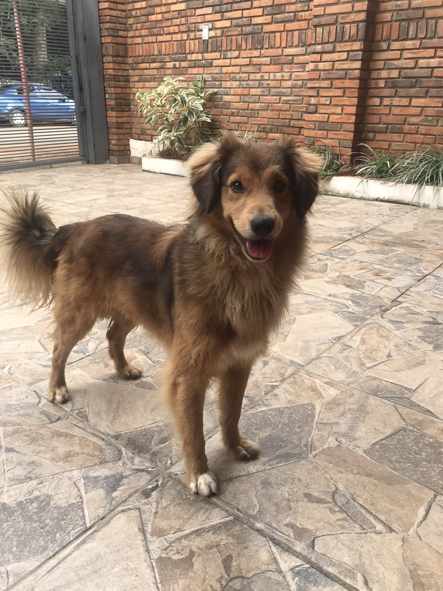 amarillasara's tweet photo. Perrito perdido zona colegio Fernando de la Mora!! Tiene collar. Está asustado y le sigue a las personas buscando su casa :( // RT PORFA si alguien lo busca o puede tenerlo hasta encontrar a su dueño. Teléfono 0981887493 https://t.co/NtFkOCDZjr