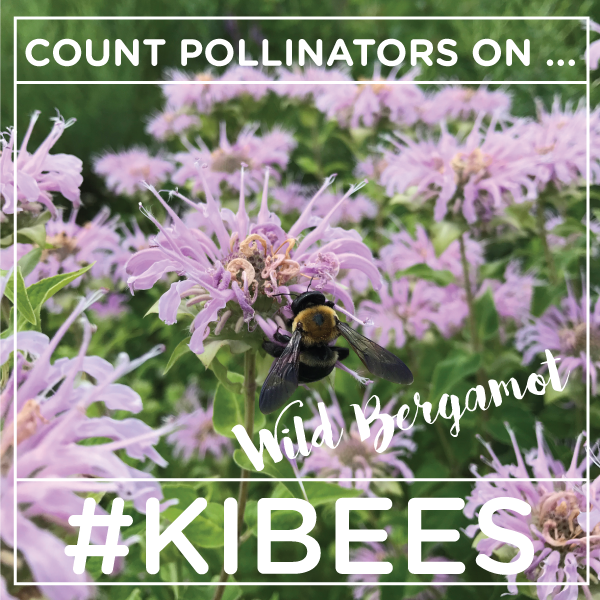 kibiorg's tweet photo. Looking for a place to count butterflies and bees? Find a patch of wild bergamot! Grab your count sheet or join our iNaturalist group at https://t.co/G4YRjURyZc. Then share what you see with @kibiorg and #KIBees! 🌸 🐝 https://t.co/HHV3AXUHHD