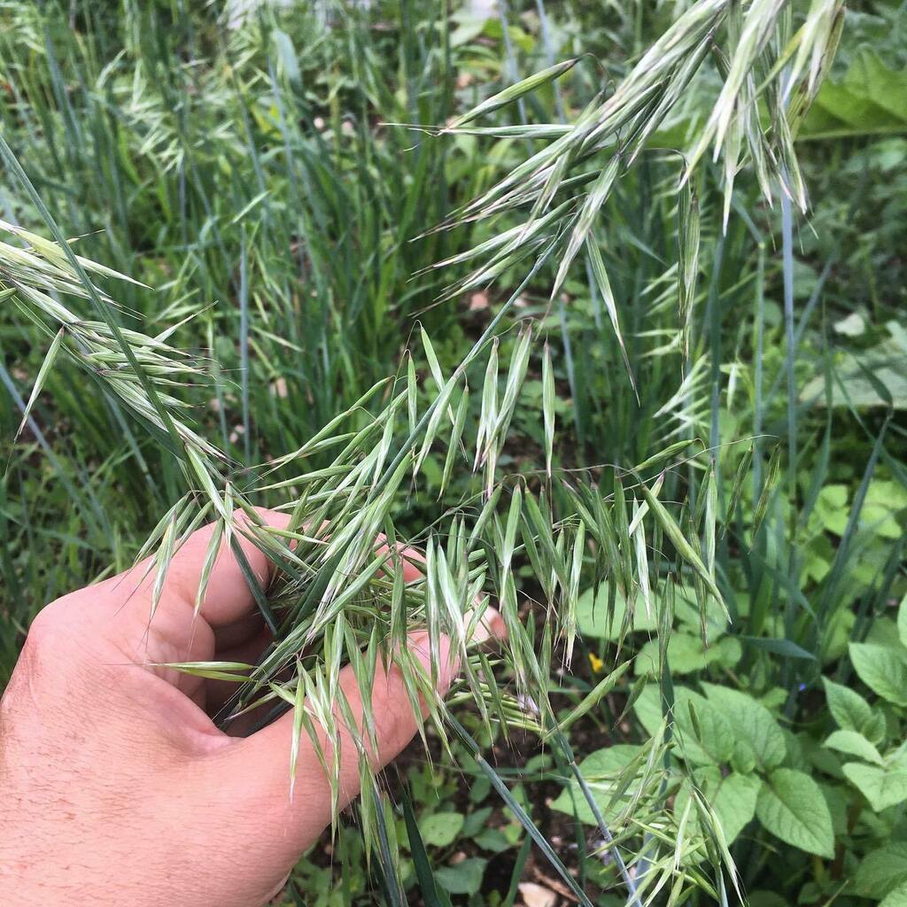 Rhizowen's tweet photo. A breezy day at the pillas patch. Avena nuda ‘Kleiner Nackthafer’ #avena #avenanuda #kleinernackthafer #nakedoats #poaceae #pillas #pillcorn #smallnakedoat https://t.co/llyMV1uAmB https://t.co/CksBcsYQ6D