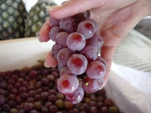 David_del_Curto's tweet photo. #Noticias: #Exportaciones mundiales de #uva de mesa durante temporada 2020/21 alcanzan nuevo récord, vía @portaldelcampo_ #Chile #frutas https://t.co/P0hveoc0a9 https://t.co/EjZ7cSeC7u