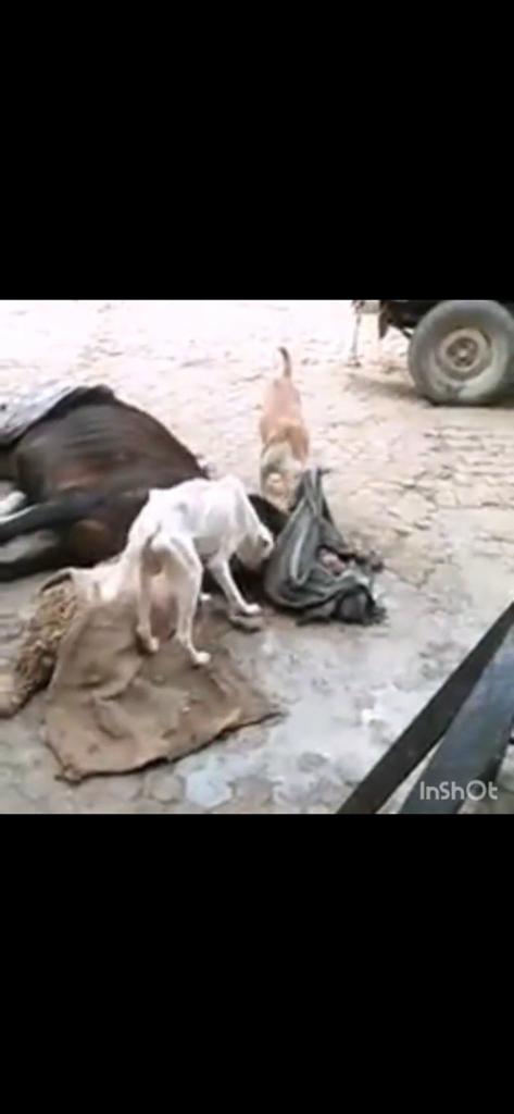 BHARATH28699's tweet photo. #presidentvci 
#PMOIndia 
#shameonmenkagandhi 
#boycottmenakagandhi
Madam ,,it is not correct to abuse a veterinarian in such way,,Show some respect to veterinary profession , Don't forget ,that ure an M.P ,elected by the people ,first  maintain this well madam🙏🙏 https://t.co/VunkXBUK5D