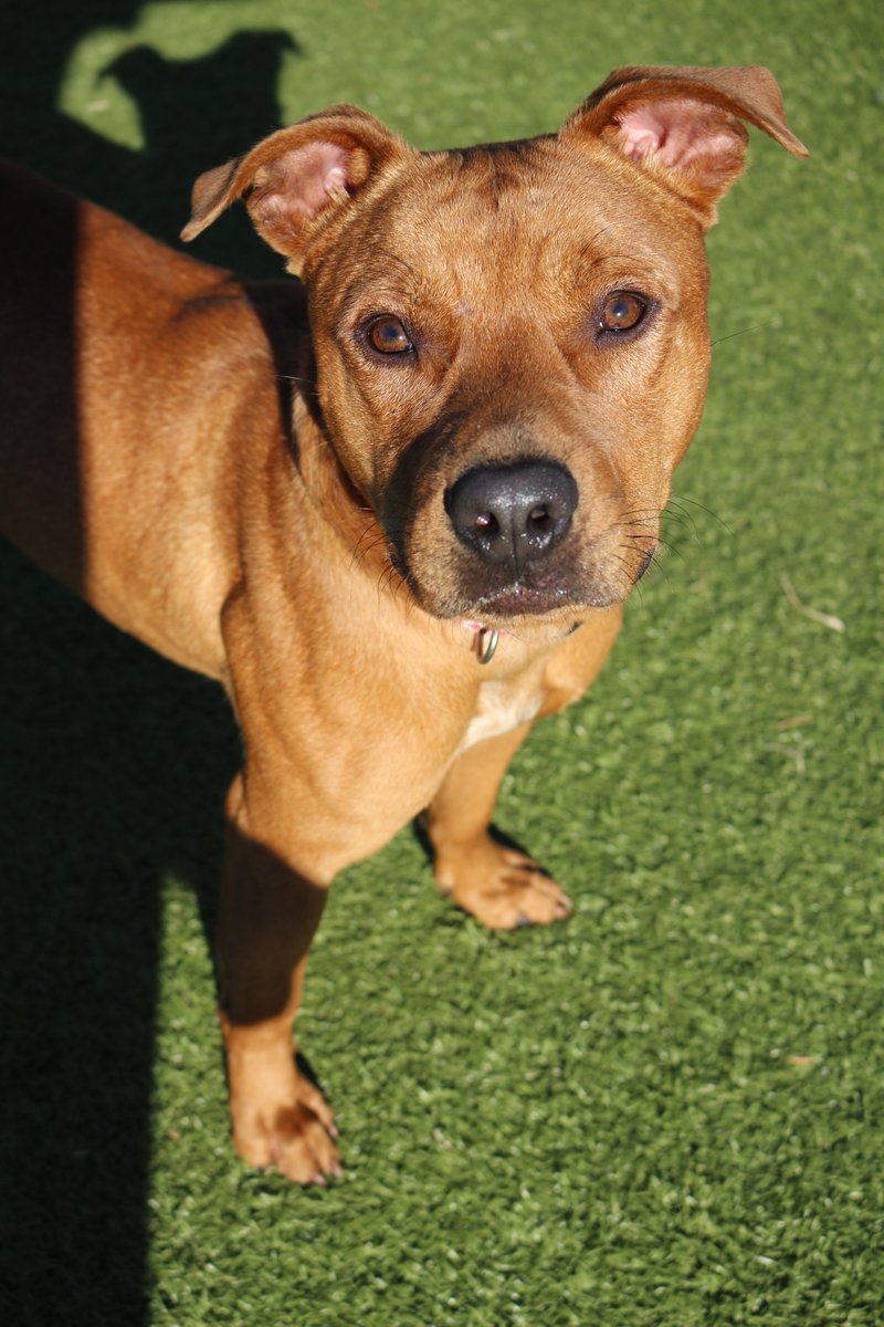 kshumanesociety's tweet photo. We need your help - KHS is out of kennel space! Almost all of our dogs have reduced adoption fees between $50 - $125. Please adopt &amp; help us spread the word! 

Velcro 47977145
Gungle 47994874
George 47603345
Bud 45916280 https://t.co/NL5mgsS6cD