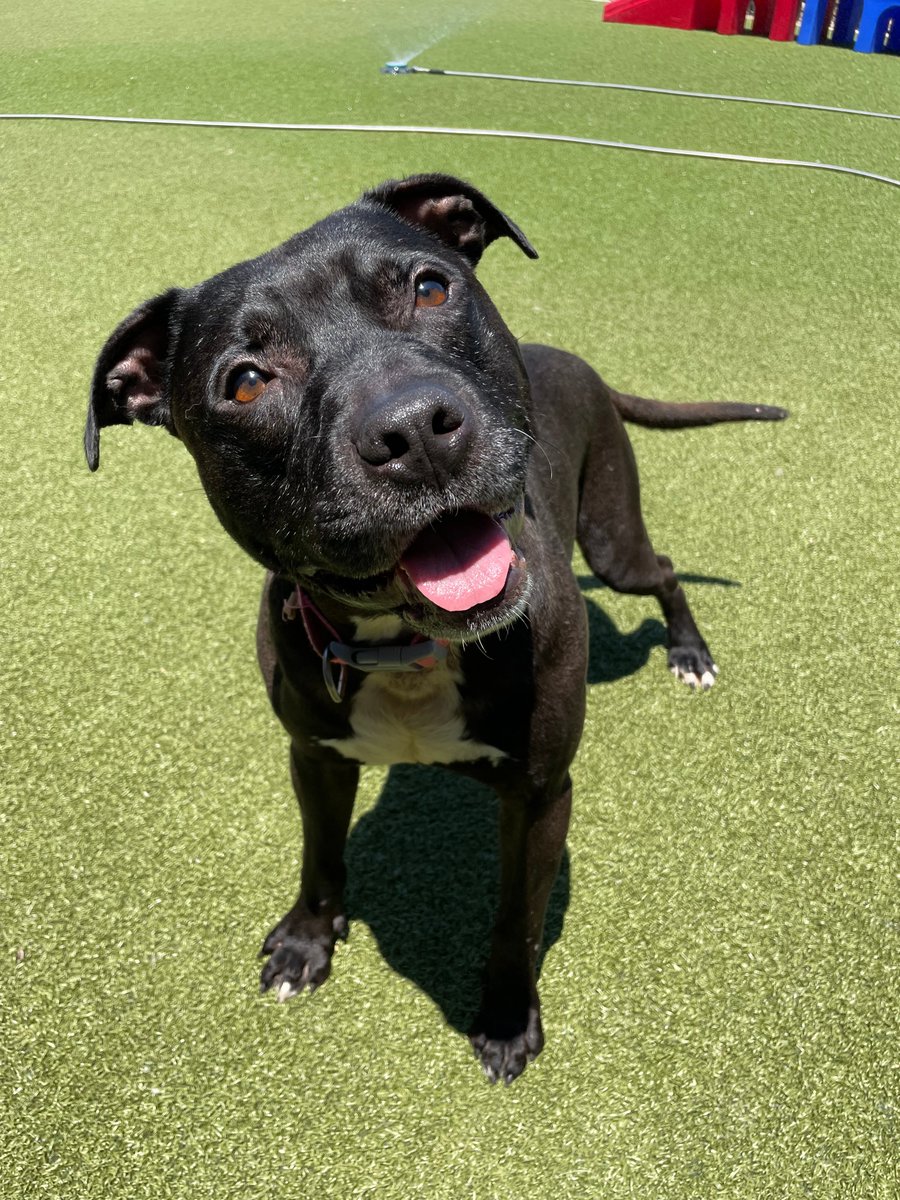 kshumanesociety's tweet photo. We need your help - KHS is out of kennel space! Almost all of our dogs have reduced adoption fees between $50 - $125. Please adopt &amp; help us spread the word! 

Velcro 47977145
Gungle 47994874
George 47603345
Bud 45916280 https://t.co/NL5mgsS6cD